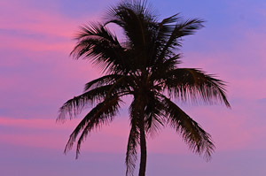 Palm Tree at Dusk